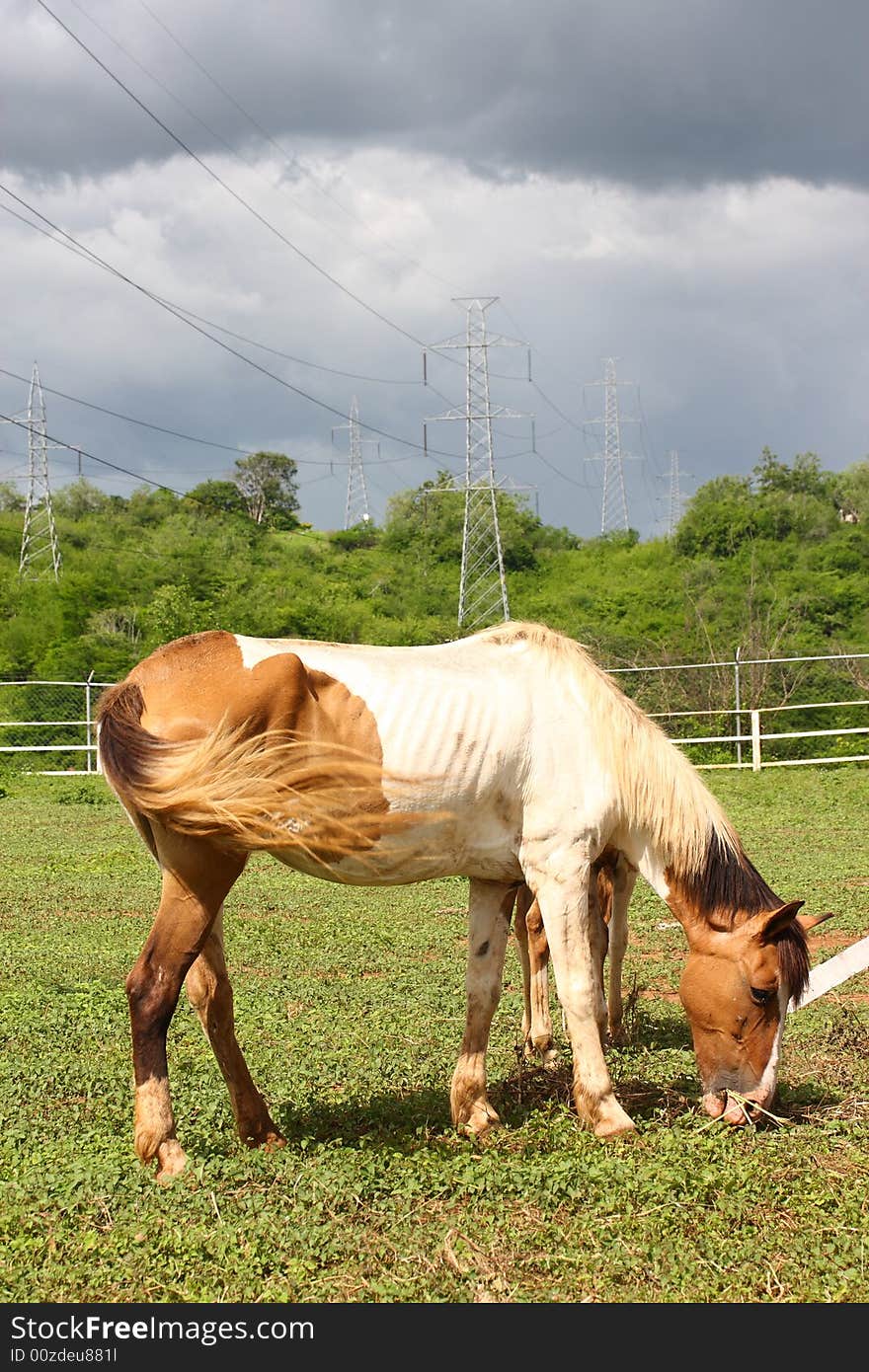 A horse animal eating in the farm. A horse animal eating in the farm