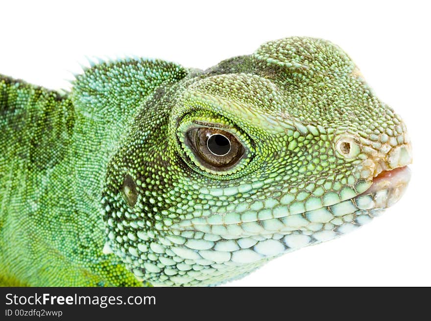 Face and head of an adult agama Physignathus cocincinus