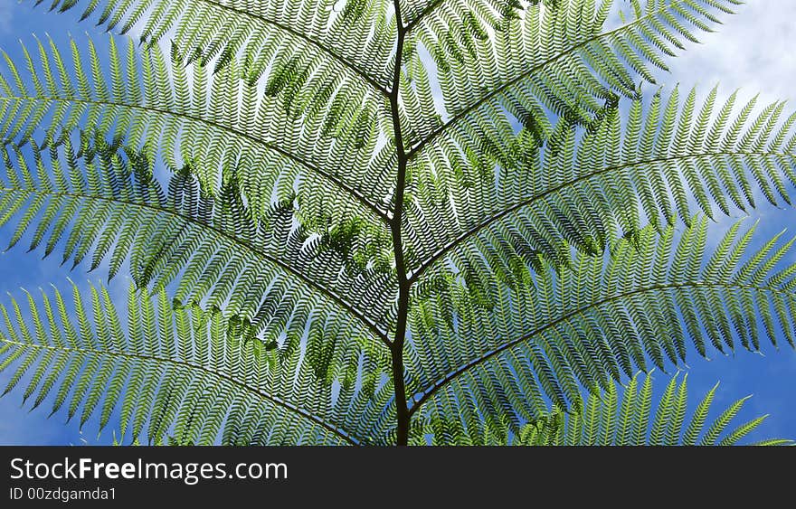 Fern palm