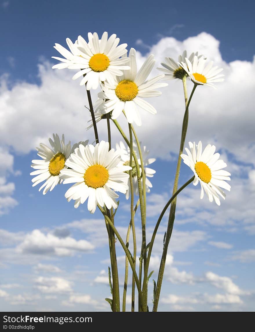 Daisy on blue sky background. Daisy on blue sky background