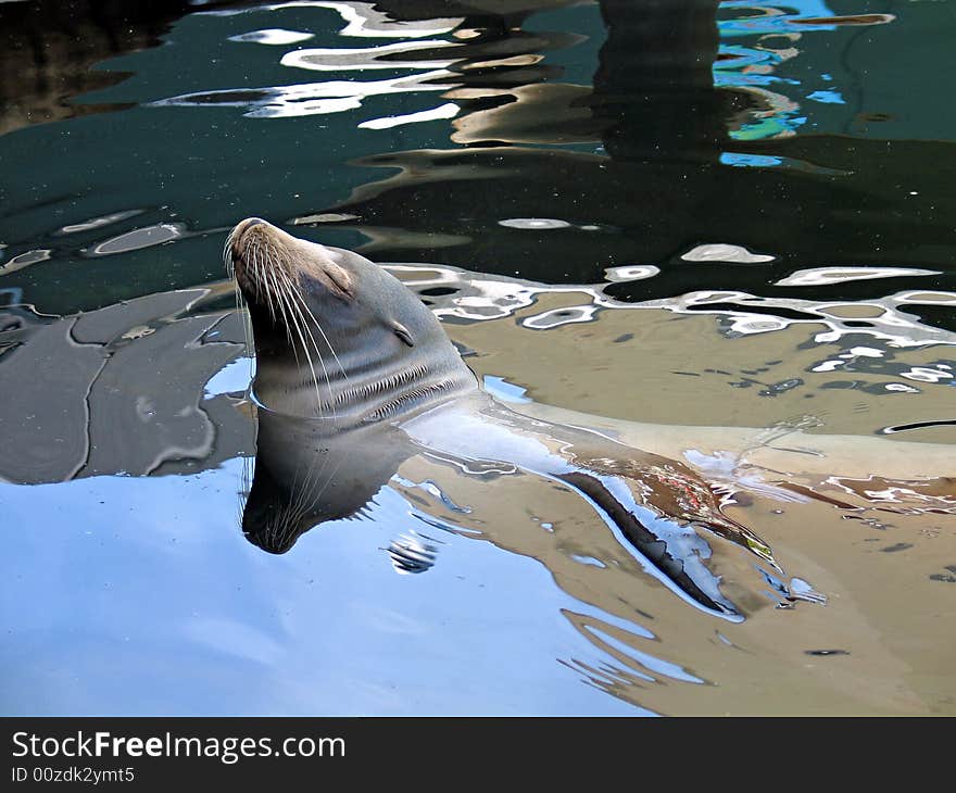 Sea lion seal in the water