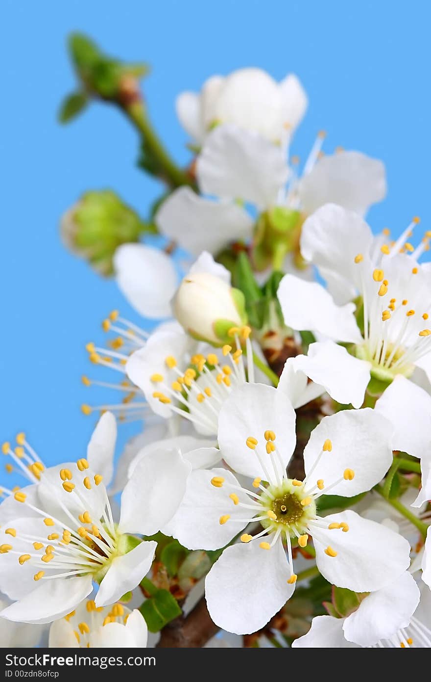 Cherry flowers over blue sky