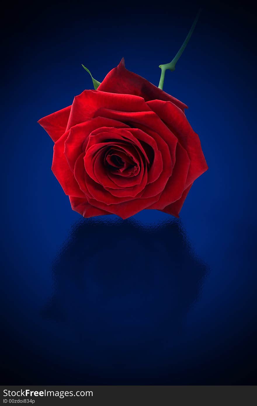 Single Rose On Blue