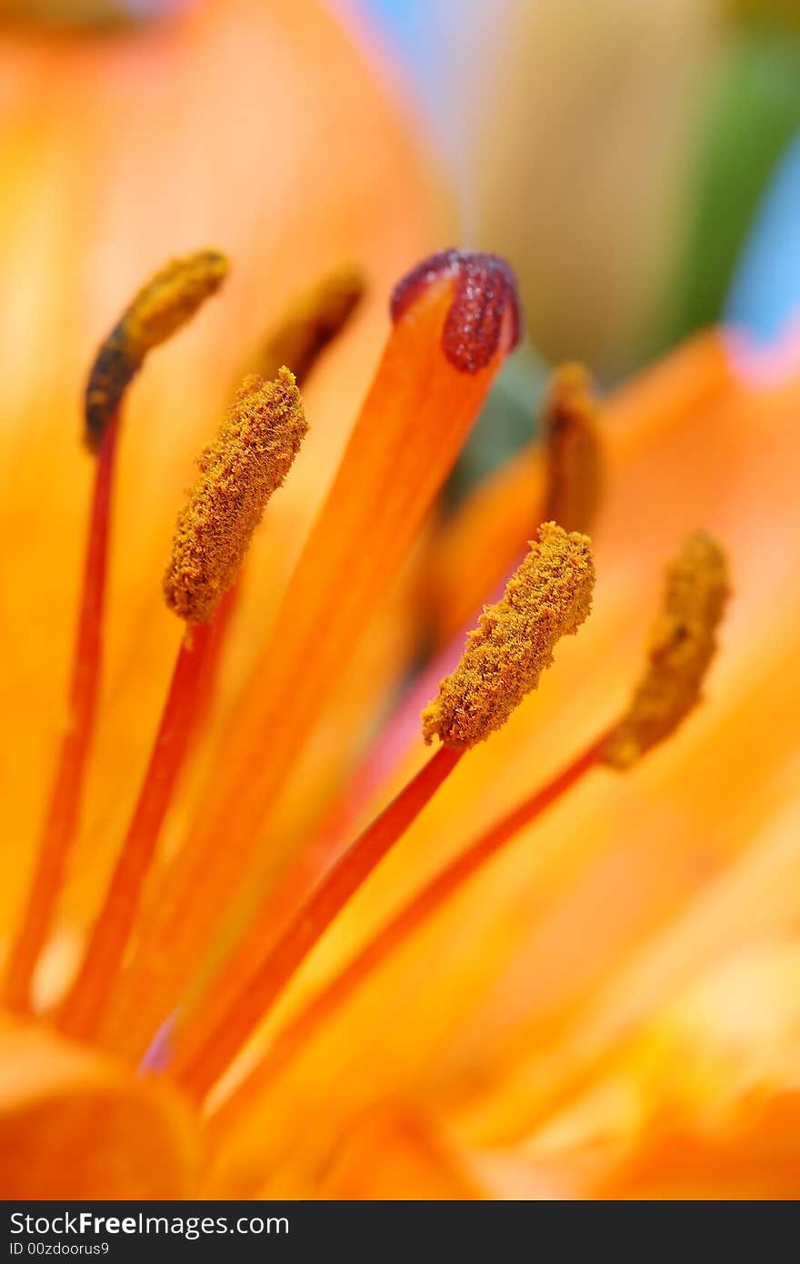 Orange flower close up pistil details. Orange flower close up pistil details