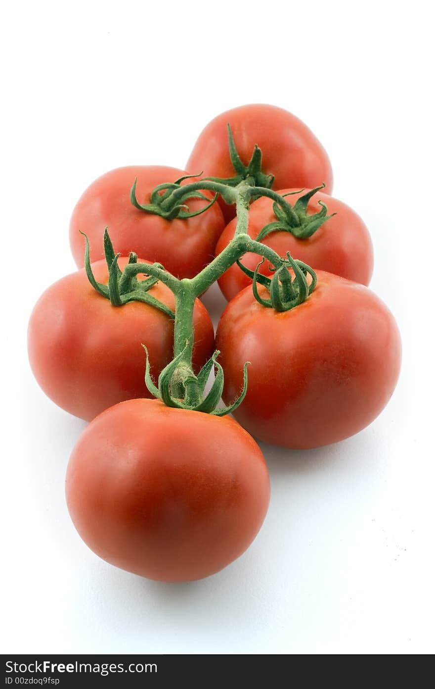 Tomatoes on branch isolated on white