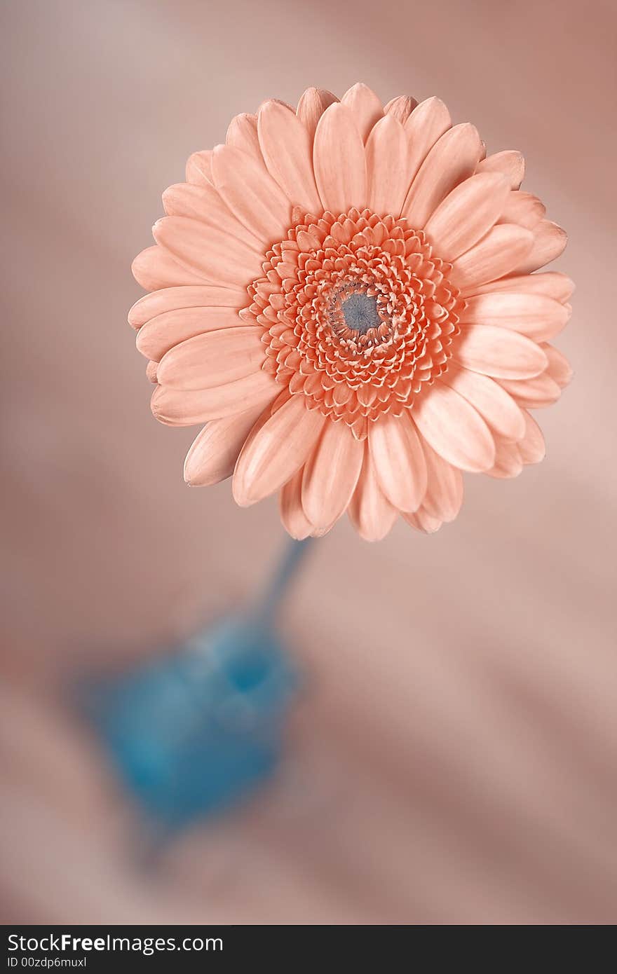 Orange flower in blue vase