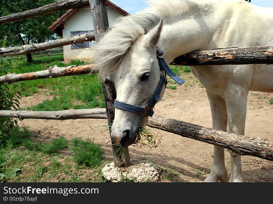 White horse bow