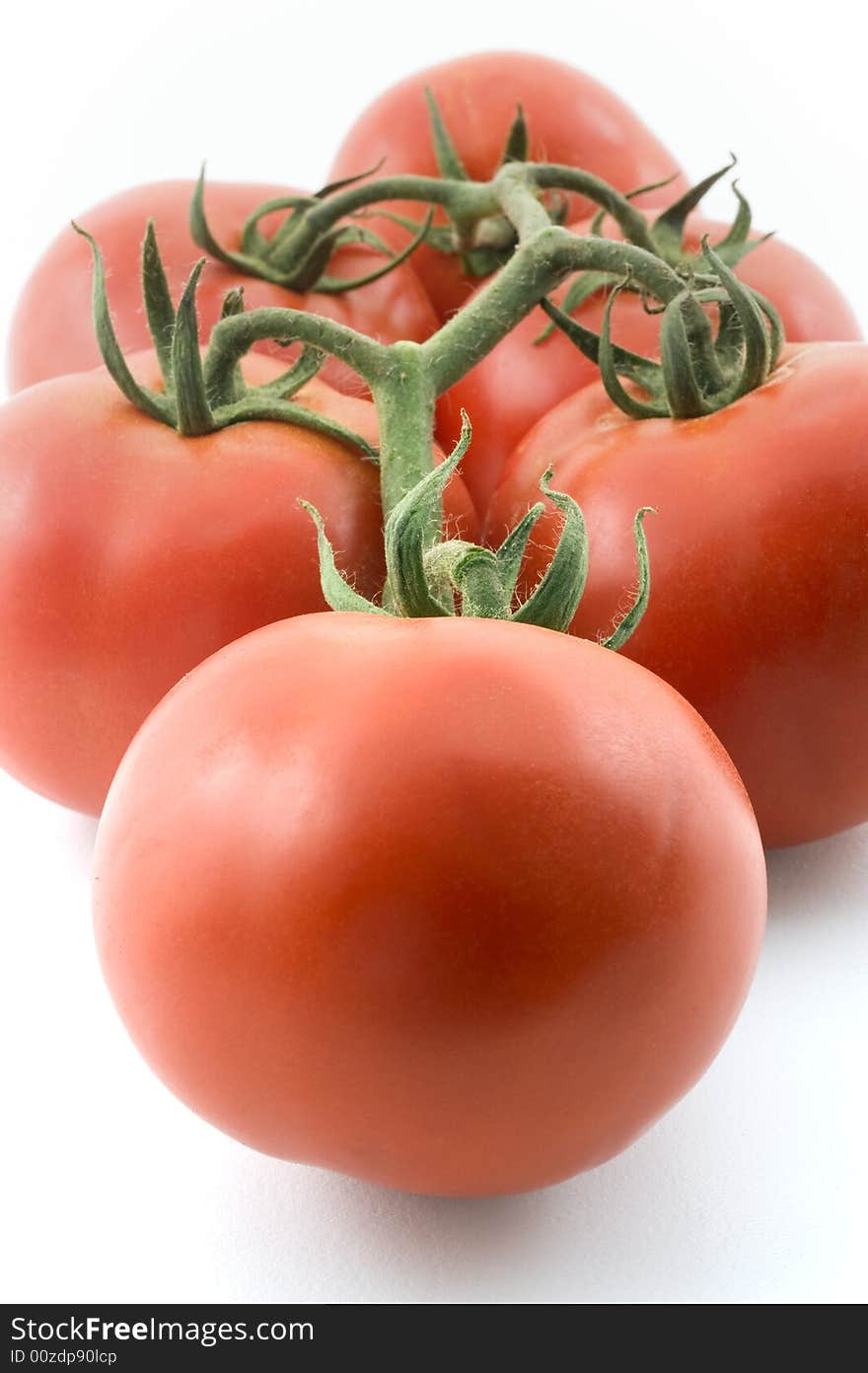 Tomatoes on branch isolated on white