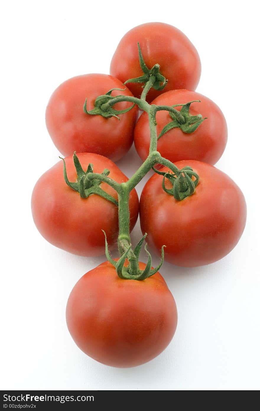 Tomatoes on branch