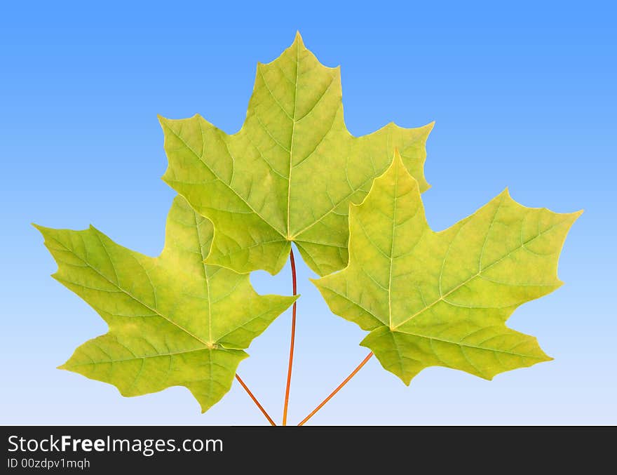 Maple leaves over blue sky