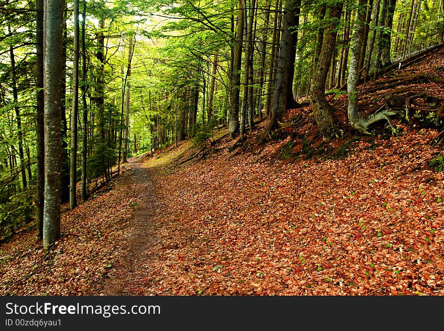 Path in the red forest