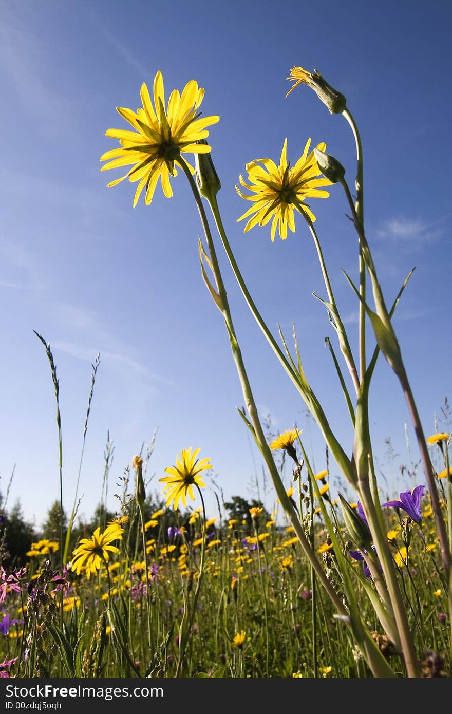 Yellow flowers on blue sky background