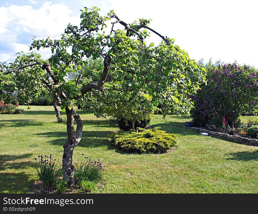 Apple tree in a garden