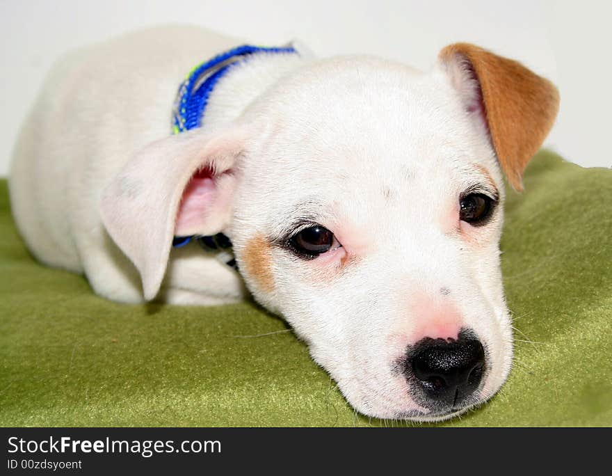 Jack Russel puppy