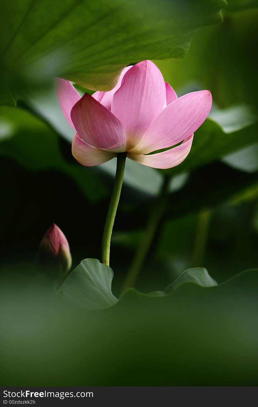 Pink lotus bud on the green background