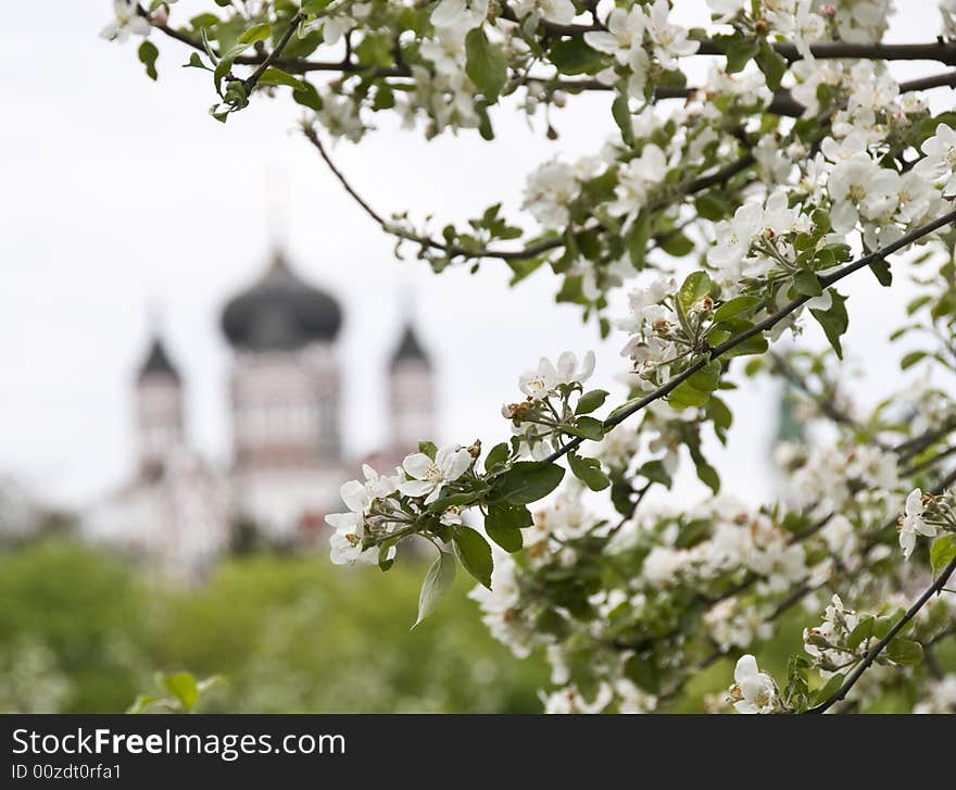 Flowering apricot tree and church