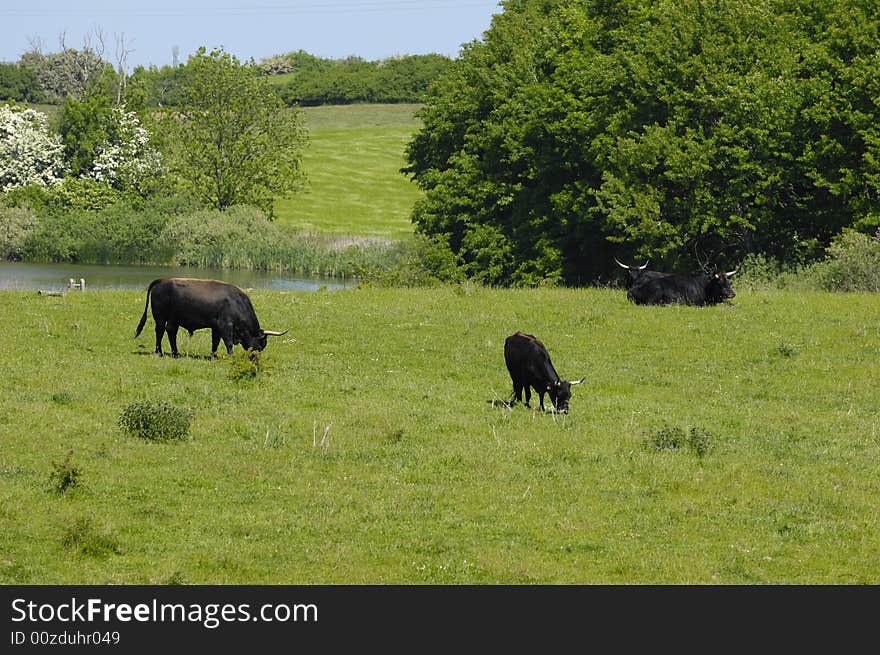 Cows are eating grass on meadow.