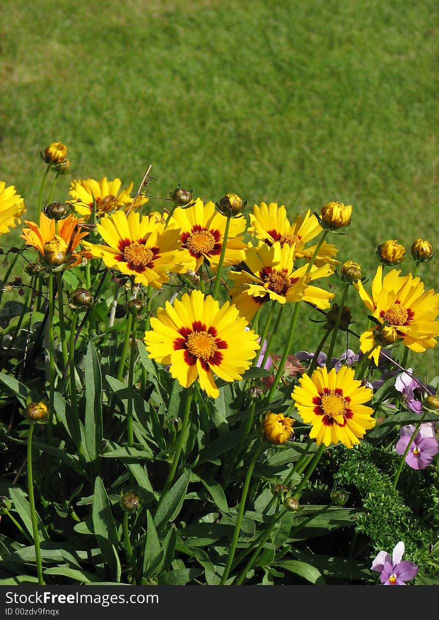 Yellow flowers against a green lawn background