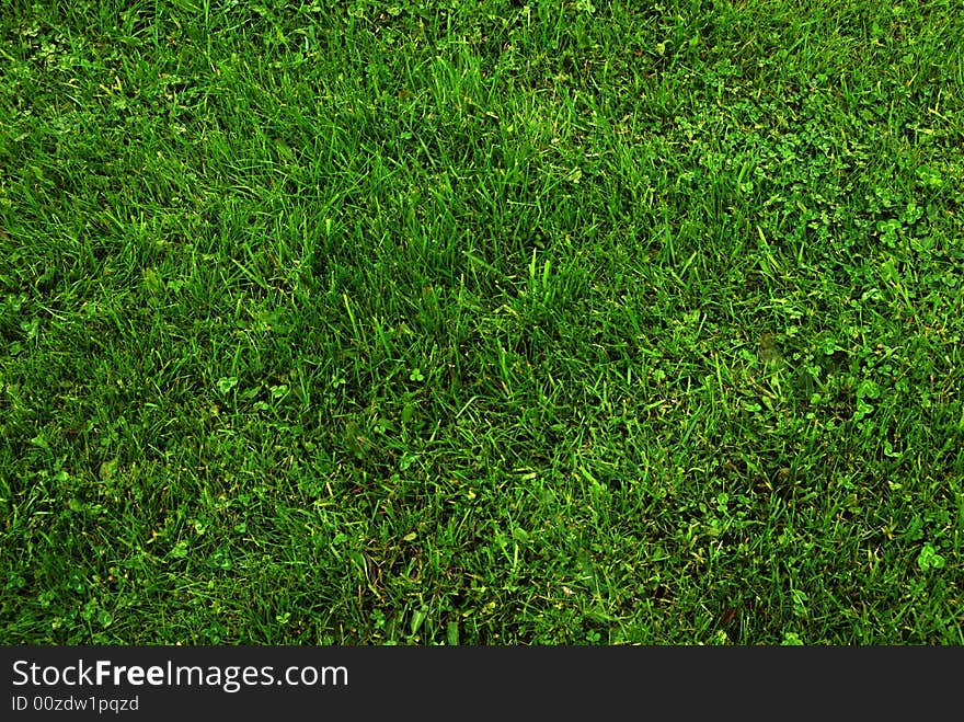 Green grass taken from top. Green grass taken from top.