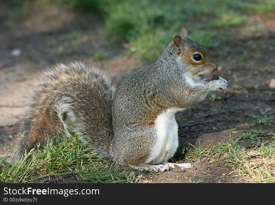 Squirrel with nut