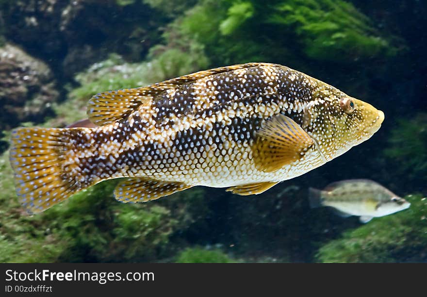 Portrait of nice ballan wrasse. Portrait of nice ballan wrasse