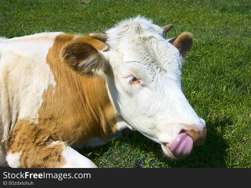 Small calf reposes on meadow. lick nose