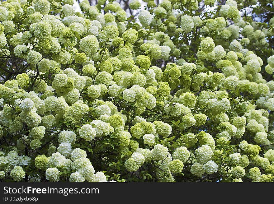 Snowball Tree