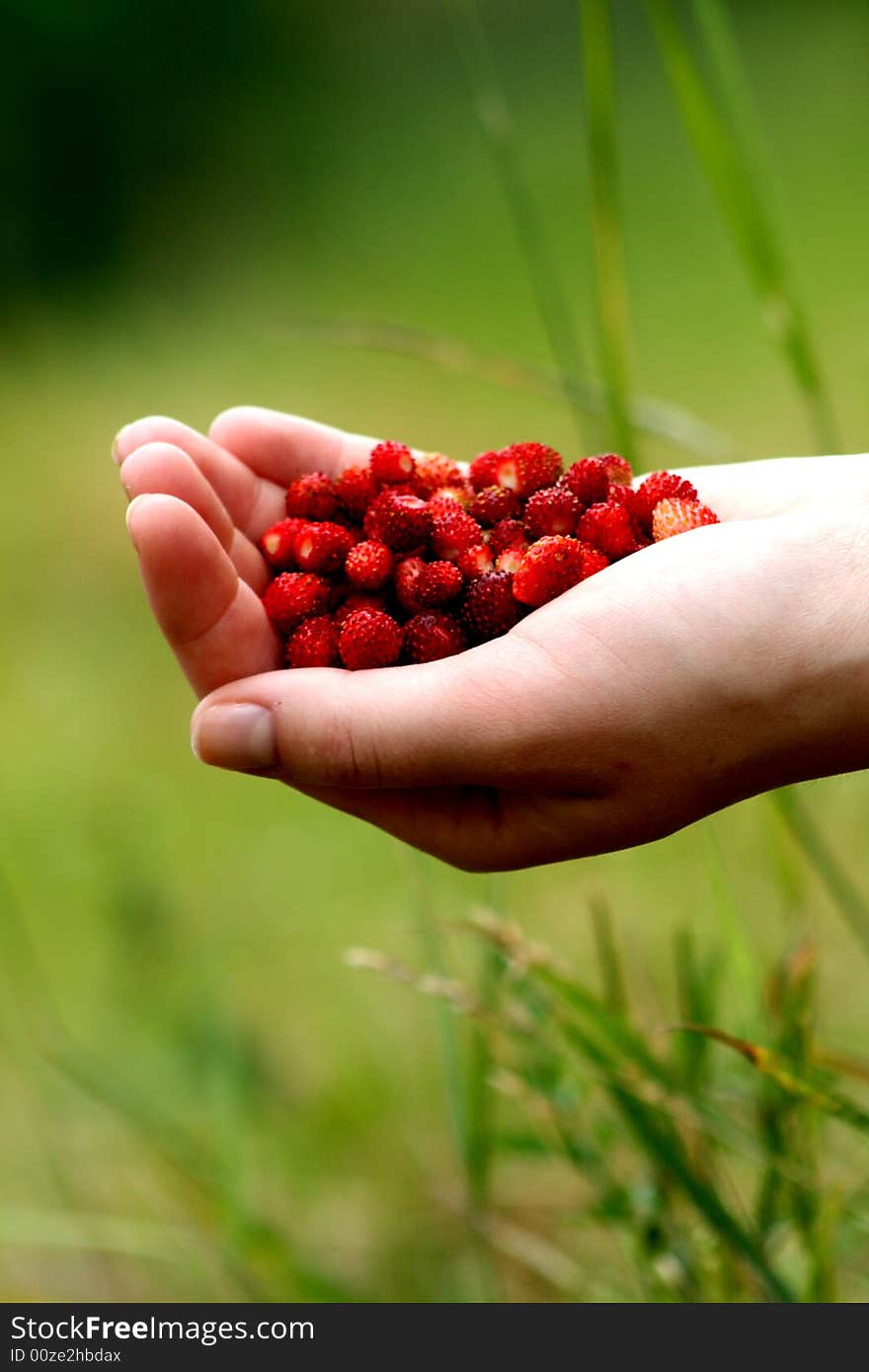 Fleece forest harvesting, forest fruit