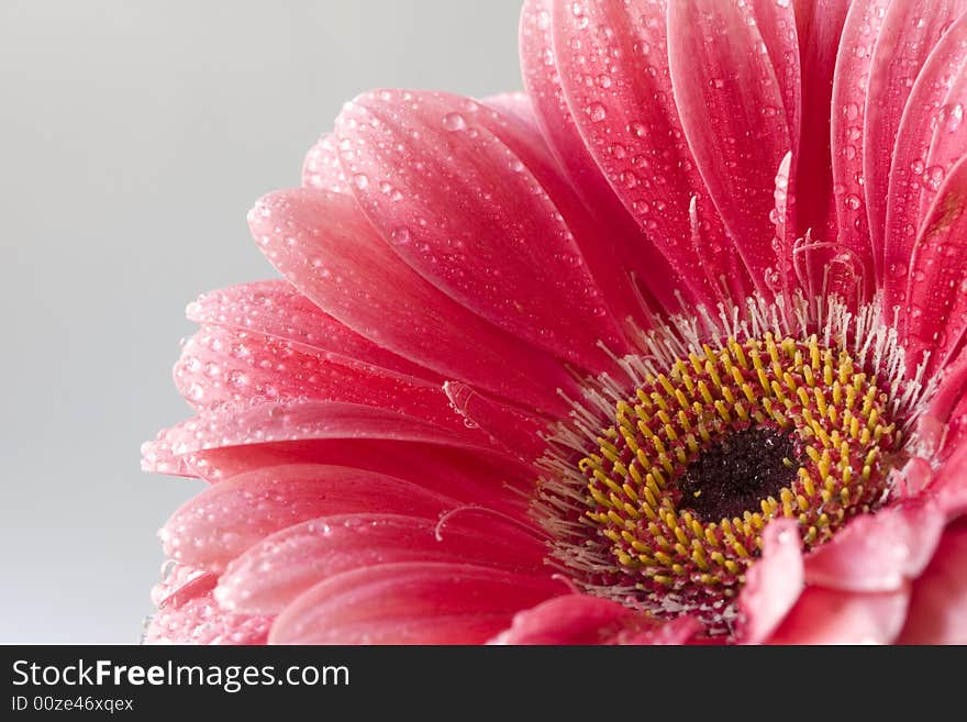 Pink Barberton Daisy with water drops. Pink Barberton Daisy with water drops