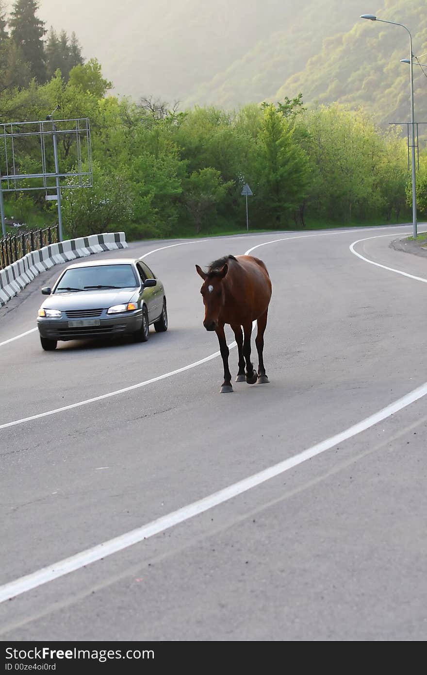 Lonely horse going on road. Lonely horse going on road