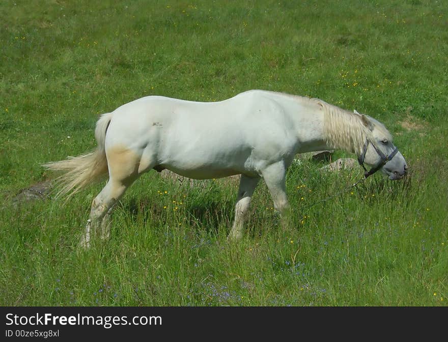 White horse on a meadow