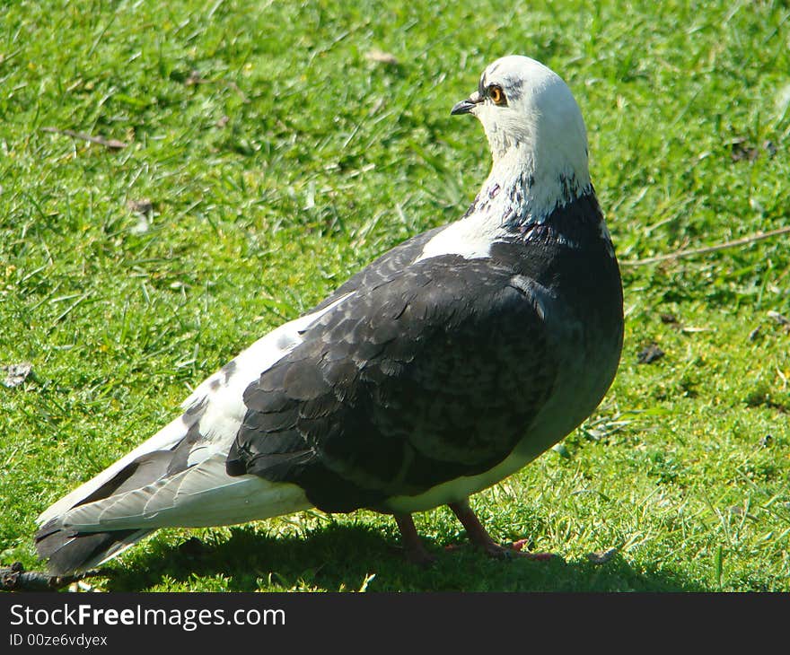 Bird dove feathers green hills paloma peace pigeon symbol white wings