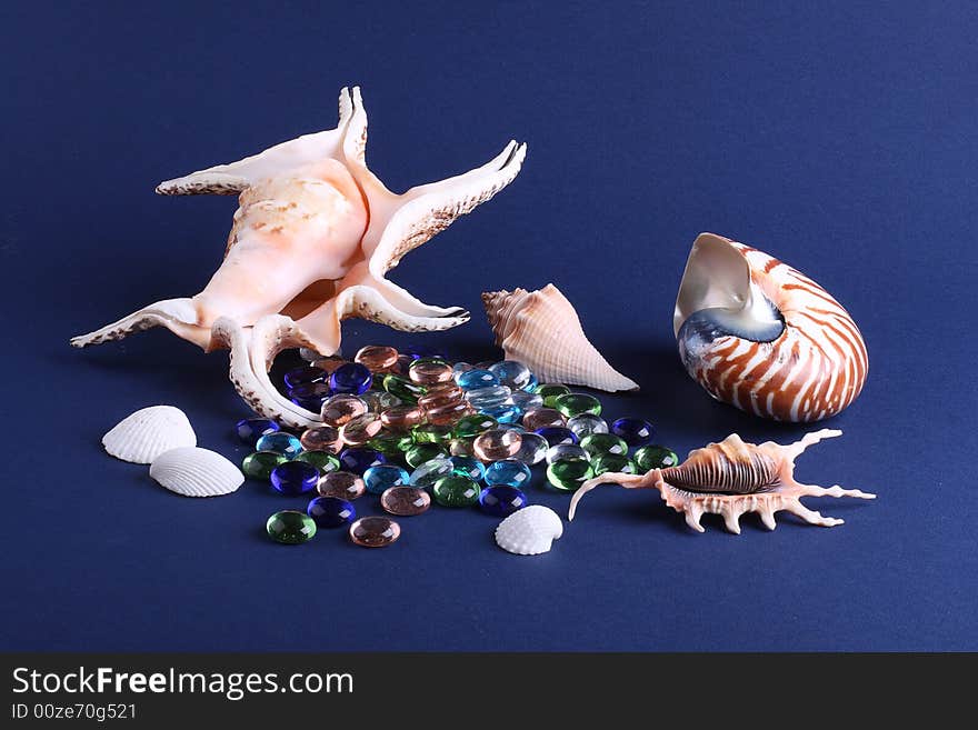 Sea cockleshells on a dark blue background