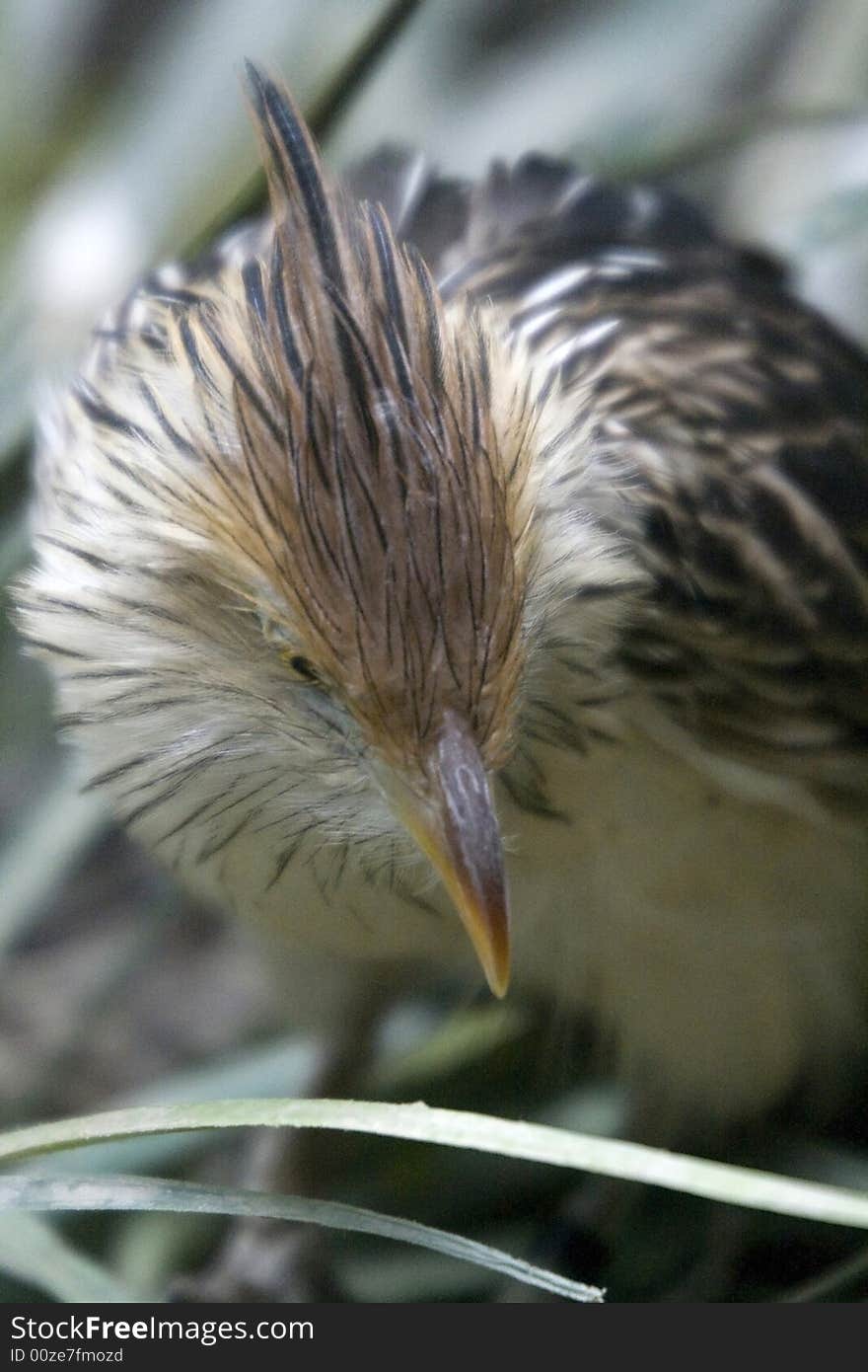 A close up of a bird from head on. A close up of a bird from head on.