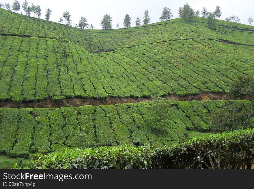 Green fields of tea