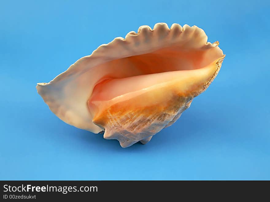 Seashell on the blue background