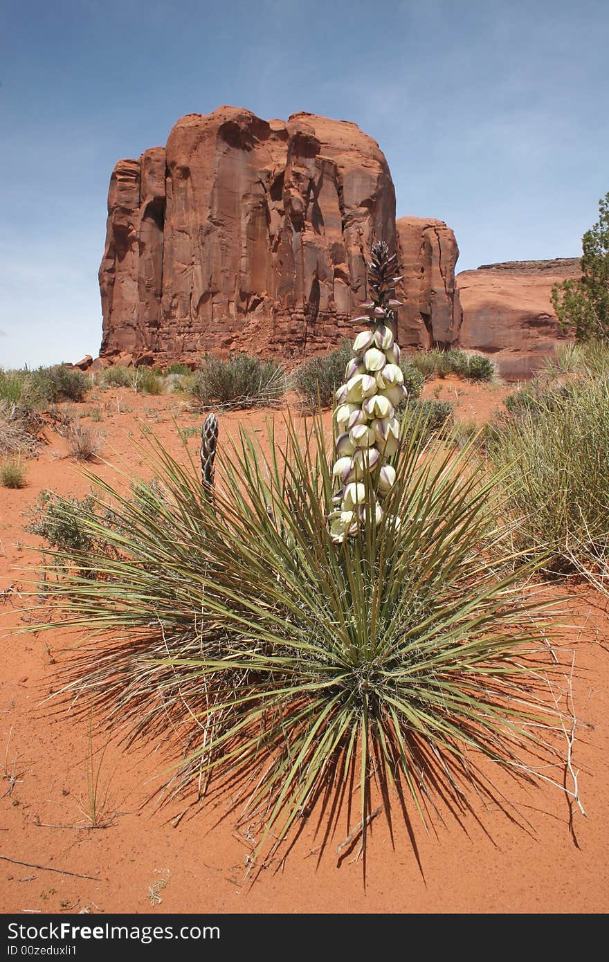 View of rock formations and plants growing around the land. Monument Valley. Arizona/Utah State line. USA