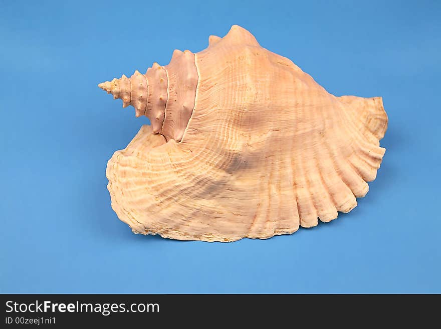 Seashell