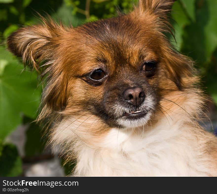 Yorkshire terrier portrait - close up