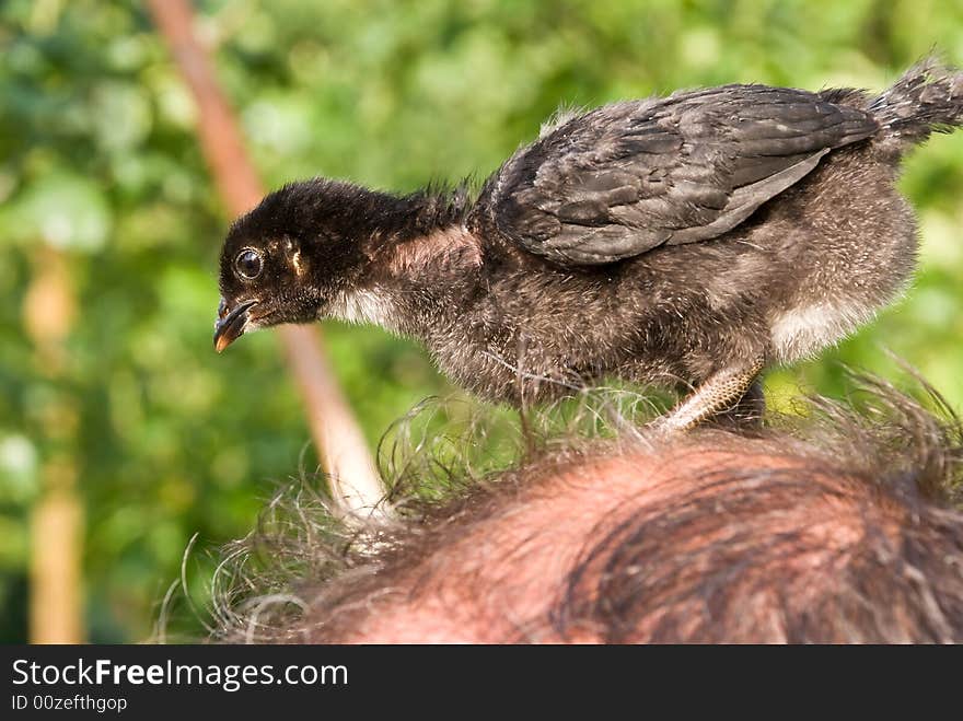 A young chicken on the head.