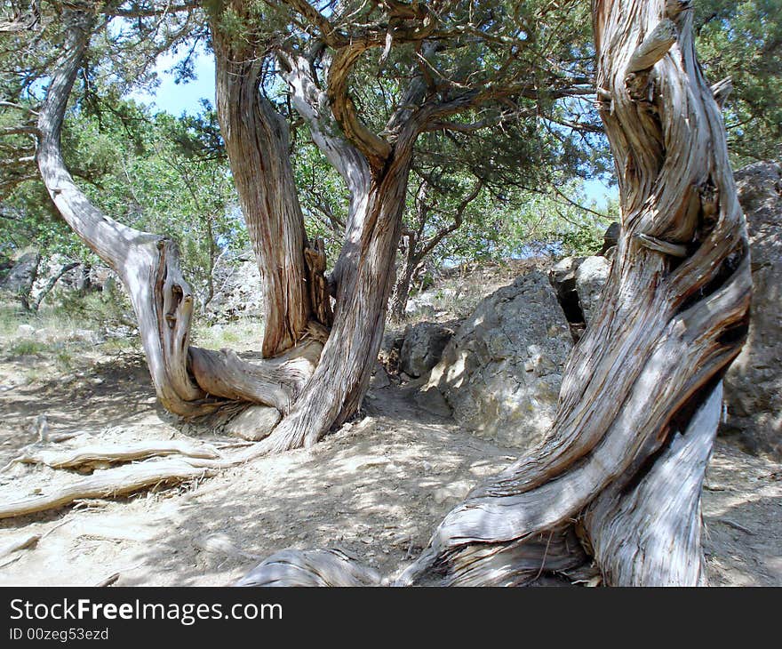 Relic juniper in the grove