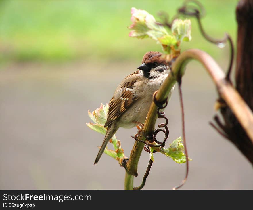 Sparrow bird sitting on branch