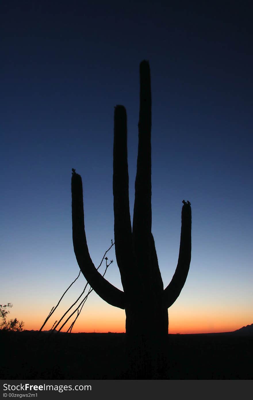 Silhouette of cactus