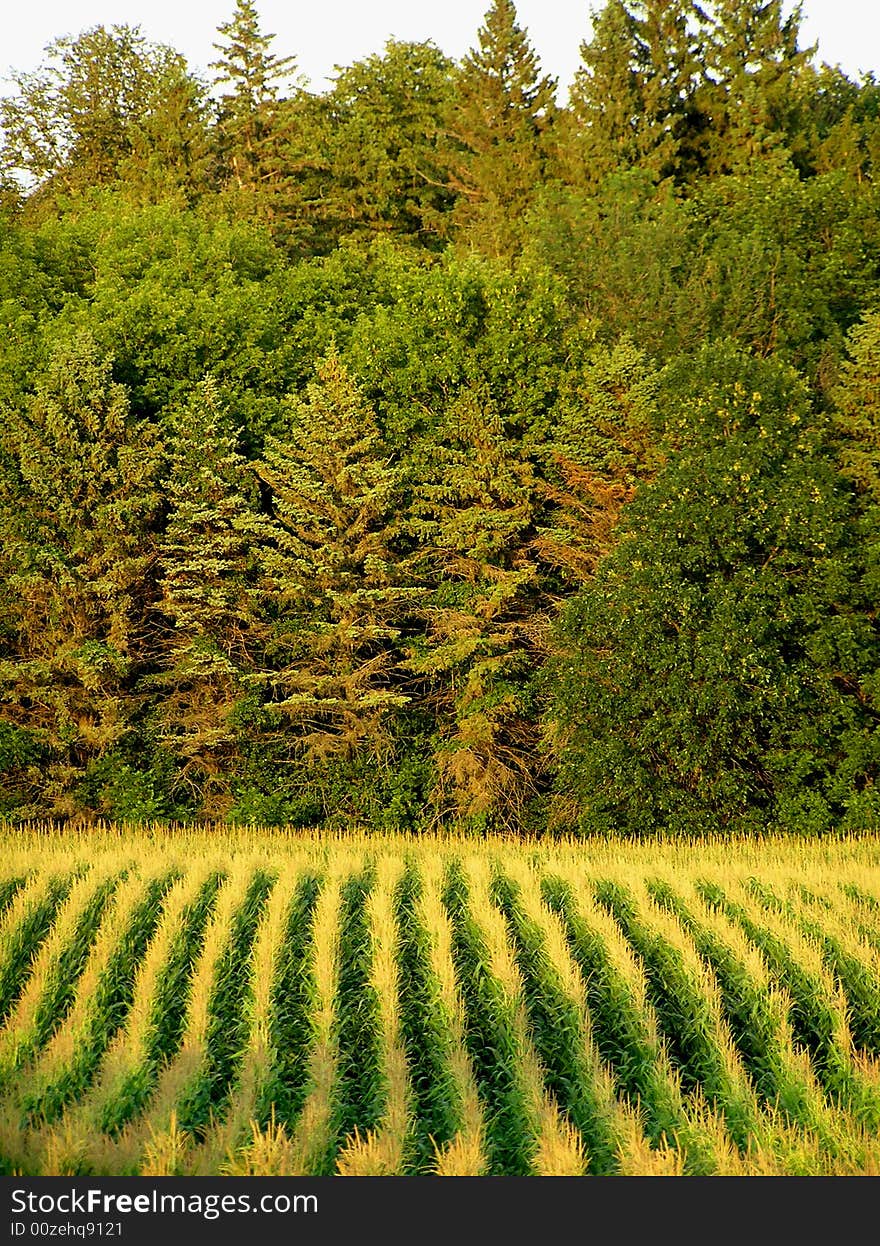 A corn field in Minnesota, Midwest of the United States of America. Photo taken between Glenwood and Alexandria. A corn field in Minnesota, Midwest of the United States of America. Photo taken between Glenwood and Alexandria.