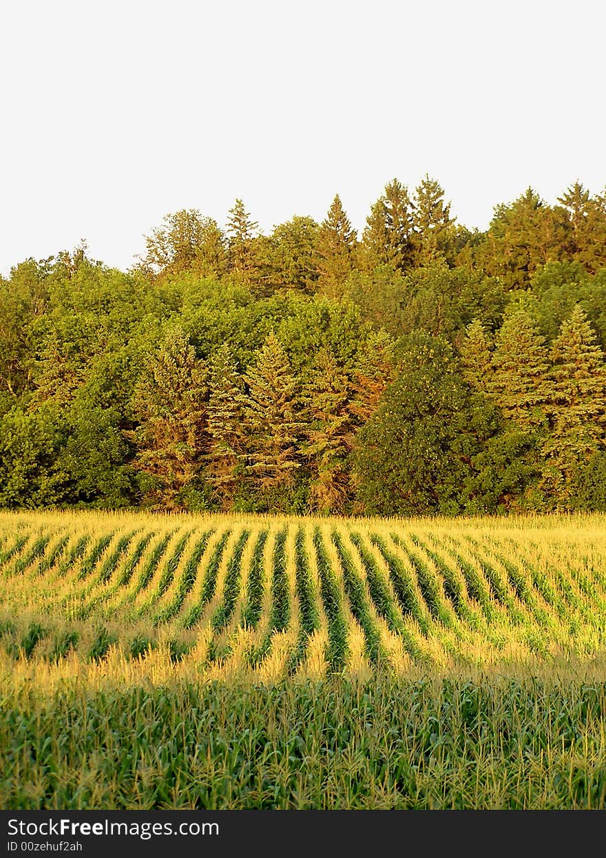 A corn field in Minnesota, Midwest of the United States of America. Photo taken between Glenwood and Alexandria. A corn field in Minnesota, Midwest of the United States of America. Photo taken between Glenwood and Alexandria.