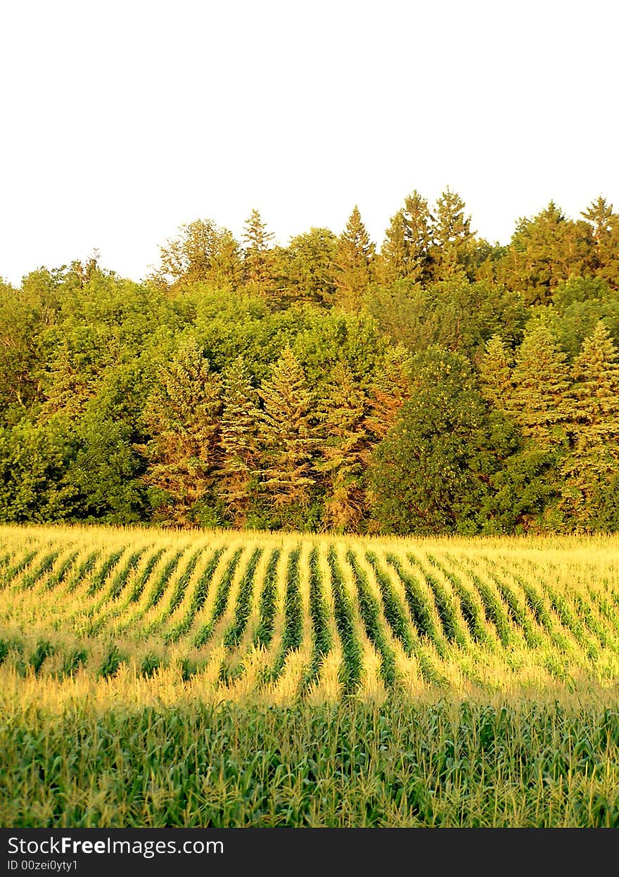 A corn field in Minnesota, Midwest of the United States of America. Photo taken between Glenwood and Alexandria. A corn field in Minnesota, Midwest of the United States of America. Photo taken between Glenwood and Alexandria.