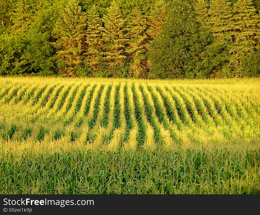 A corn field in Minnesota, Midwest of the United States of America. Photo taken between Glenwood and Alexandria. A corn field in Minnesota, Midwest of the United States of America. Photo taken between Glenwood and Alexandria.