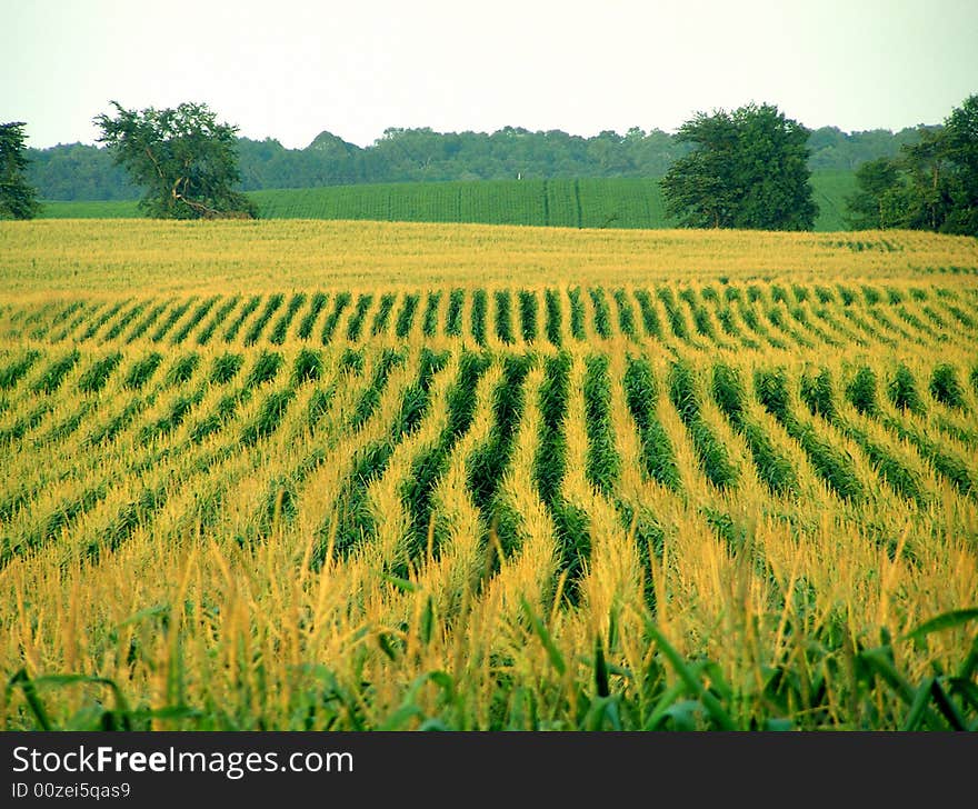 A corn field in Minnesota, Midwest of the United States of America. Photo taken between Glenwood and Alexandria. A corn field in Minnesota, Midwest of the United States of America. Photo taken between Glenwood and Alexandria.