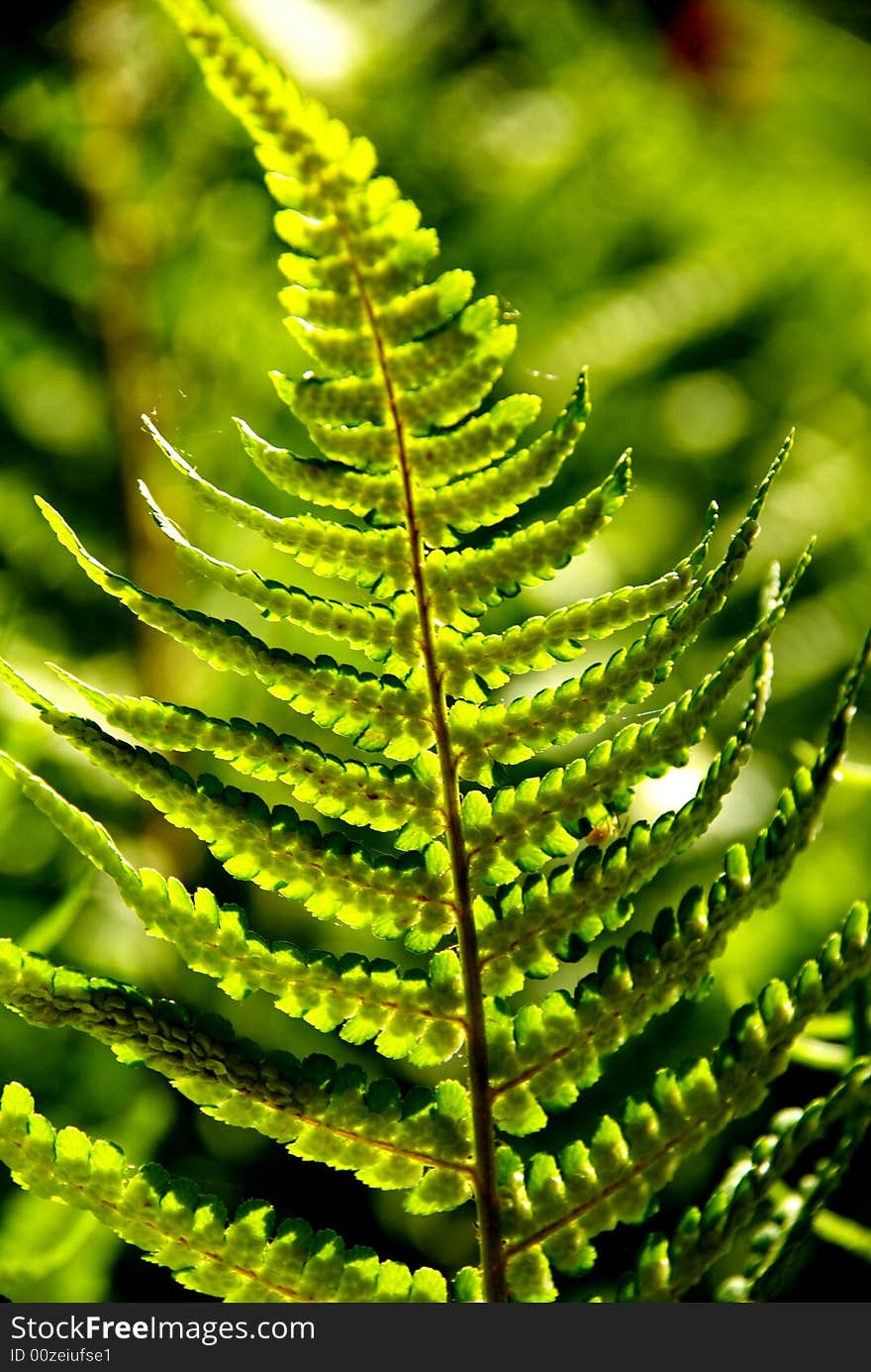 A detailed photo of a fern in the forest. A detailed photo of a fern in the forest.