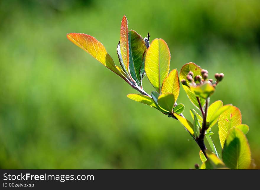 A detail of a branch with leafs and buds with a blurred green background. A detail of a branch with leafs and buds with a blurred green background